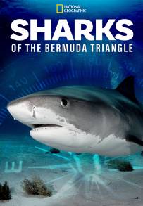 Sharks of the Bermuda Triangle